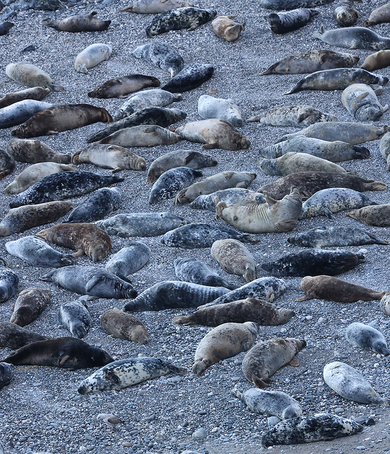 Grey seals
